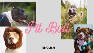 Pit Bull dog breed information (English) | DOG SERIES | THUNDER INDIA
