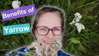 How Does Yarrow Benefit Horses | Plants & Herbs for Horses