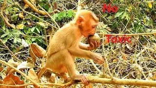Small Pigtail Axel can Toxic if eat wormwood, Pity Axel much play till very hungry like this,