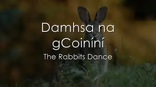 Damhsa na gCoin&iacute;n&iacute; - LYRICS + Translation
