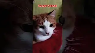 The secret to success #iliveinukraine #cat #cat #secrets #success