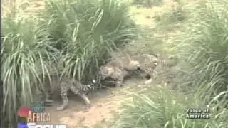 Scientist Saves Animals