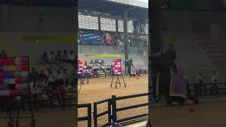 Elephant Plays Balloon Pop in Thailand 🎈🐘 | Too Cute to miss  #thailand #elephantplaying#bangkok