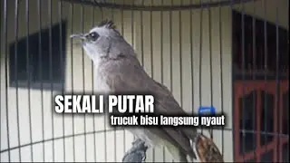 masteran trucuk gacor ampuh buat pancingan agar bunyi jadikan trucukmu gacor nyaut