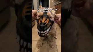 Find the perfect size for your dog in BiO