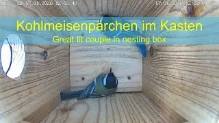 17.01.2026: Kohlmeisenp&auml;rchen im Nistkasten - Great tit couple in nesting box