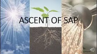 ASCENT OF SAP
