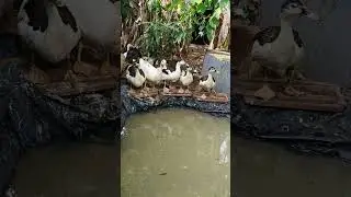 #duckfarm #poultryfarm #farming #farmvideo