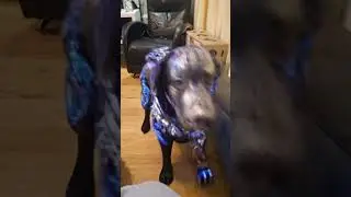 ##labrador #helpmemakethismakesense #funny #puppy #pets #animals #cute #comedy #cyborg