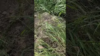 Massive ant mound at the back of my property!