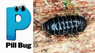 Insect ABC Phonics Song for Kids | Two Insect for Each Letter of the Alphabet | Koko Study Class