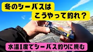 【宮城県釣り】水温１°Cでシーバスは釣れるのか！