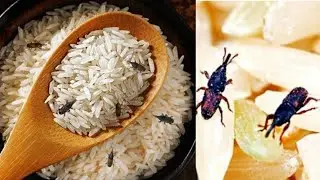 रोज खाने वाले चावलों में पड़े कीड़ों को निकाल देगी घर की यह चीज़े Amazing kitchen Tips,Tricks & Hack