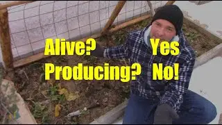Can Swiss Chard Grow in the Winter in a Hoop House?
