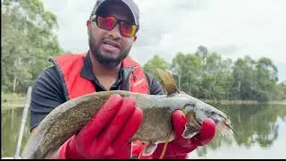 Catching an Eeltail Catfish while electrofishing in the Hawkesbury, NSW