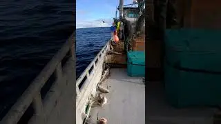 Kodiak Cod Jigging Full String! #alaska