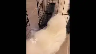 cat transformer