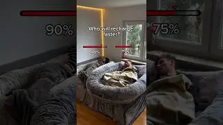 The Human-Sized Dog Bed: A Review