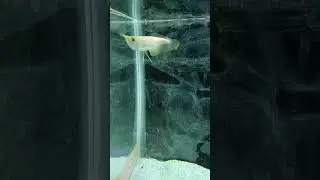Albino-Monsterfisch | #viralshort #exotischeAquarienfische #Aquarium #Fisch #ytshorts