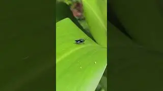 Emerald Wasp on a Green Leaf | Macro Insect Video