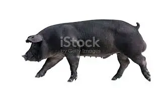 The large black pig 🐖
