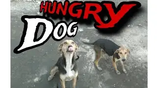 Hungry cute dog in Factory Area #doglife #streetdog #dog #dogcare #doglover