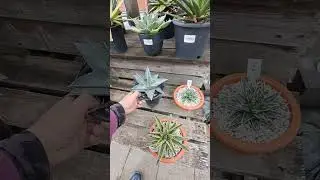 農協でサボテン多肉植物物色中　#サボテン　#パキポ　#多肉植物　#セダム