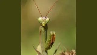Mvrder