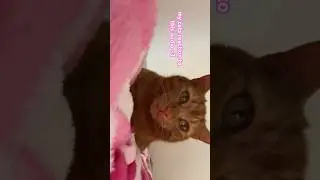 he couldn&rsquo;t figure out where the sound was coming from #cat #8daudio #reaction