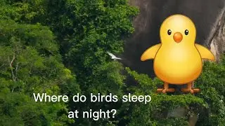 Do Birds Sleep at Night???  Diurnal...Day Birds