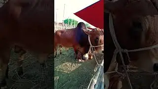 Beautiful Red Cow #hamba #viral #cow #tending