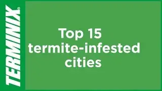 Protect Home From Termites - Top 15 Termite Infested Cities