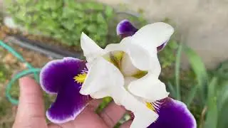 BEARDED IRIS TWO TONE MIXTURE From My Garden #beardediris #twotonebeardedirismixture #springflowers