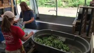 KFF's Wash Line for salad greens