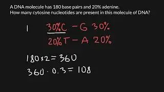 How to find nucleotide ratio of the DNA