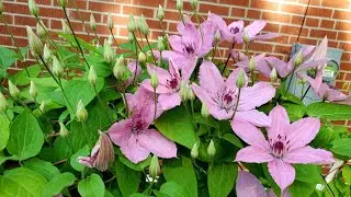 Sophie's Garden 铁线莲！铁线莲！ 20种不同的铁线莲