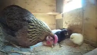 Tyúkanyó és csibéi