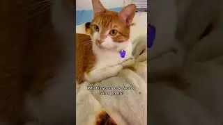 Alien Cat 👽