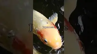 Oldest Fish In History 🐟
