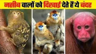दुनिया के सबसे अनोखे और दुर्लभ बंदर | Unique and Rare Monkeys in the World
