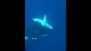 #whale #fish #shorts