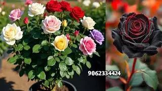 Wholesale and retail Rose nursery | Rose Plant | Online Sale | How to grow rose plant