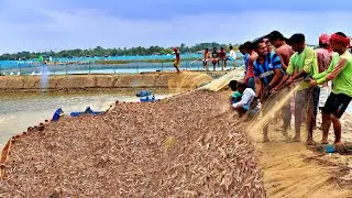 Litopenaeus Vannamei Culture Shrimp Harvesting || Jhinga Fish Fishing || Prawns Catching Videos.