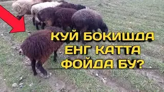 КУЙ БОКИШДА ЕНГ КАТТА ФОЙДА БУ?