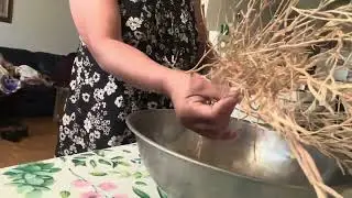 Collecting dried mustard and cilantro seeds!