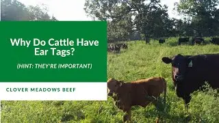 Cattle Ear Tags and Why We Use Them
