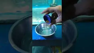 how to feed your fish |#shorts #fish #pets #aquarium #vlog #guppy