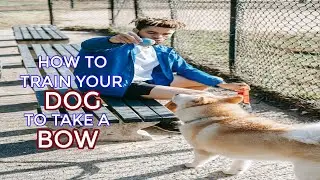 How to Train Your Dog, to Take a Bow