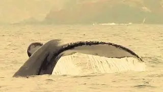 Whale Watching Ecuador: Puerto Lopez
