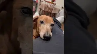 Dougie the dachshund fighting off falling asleep